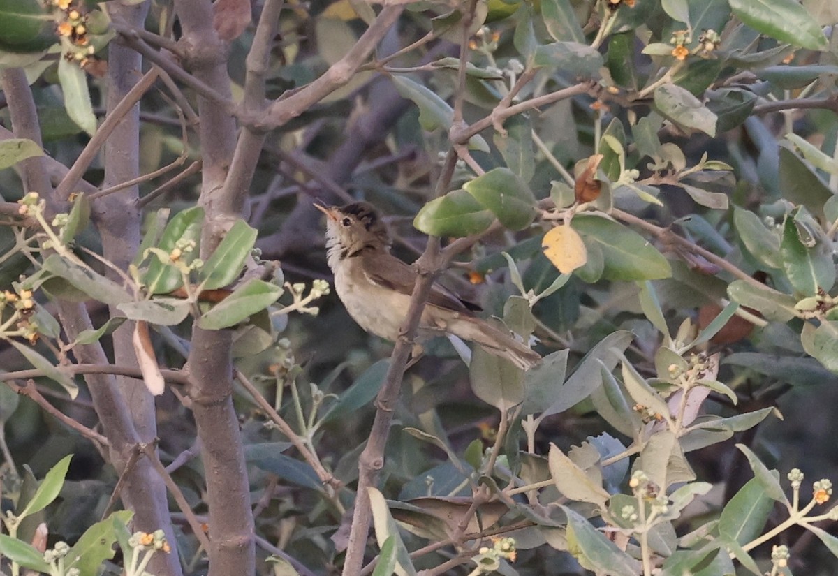 Carricero Común (avicenniae) - ML439319941