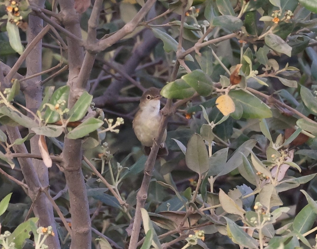 Common Reed Warbler (Mangrove) - ML439319981