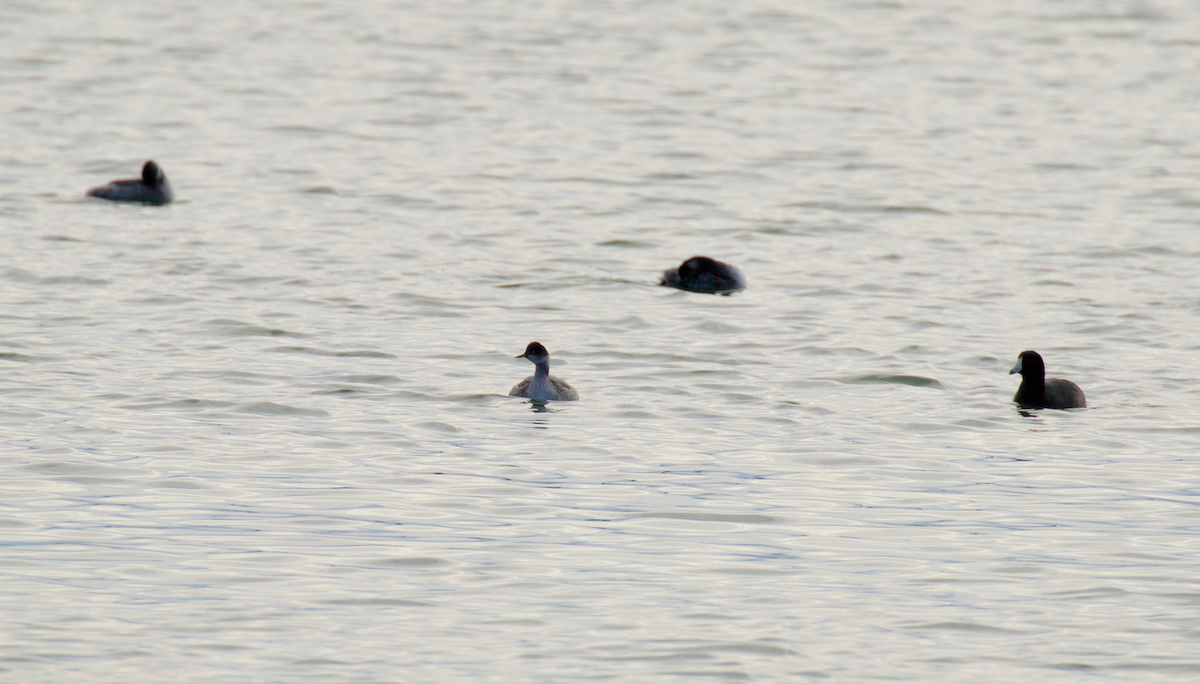 Eared Grebe - ML43932091