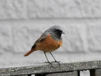 Black Redstart - ML439320971