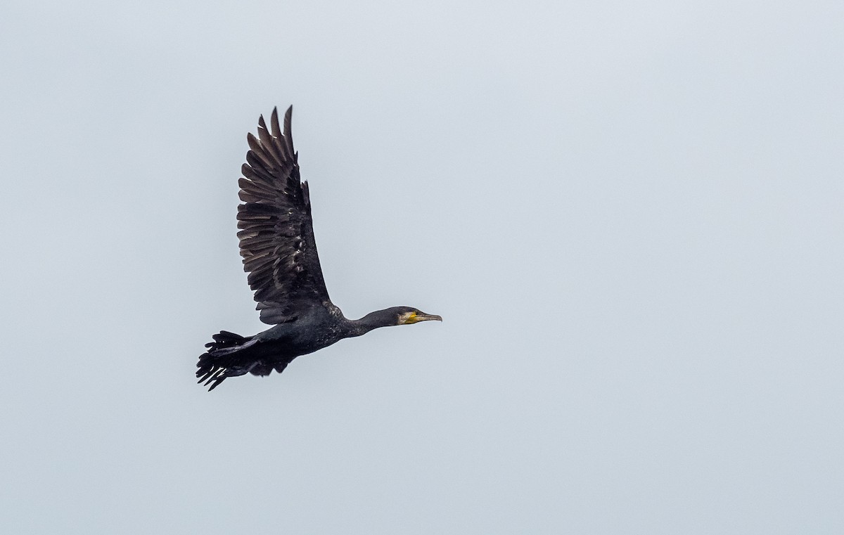 Great Cormorant (Eurasian) - Forest Botial-Jarvis