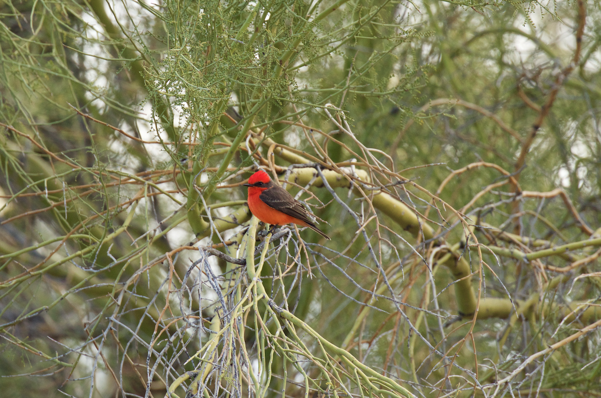 Vermilion Flycatcher - Nick Dorian