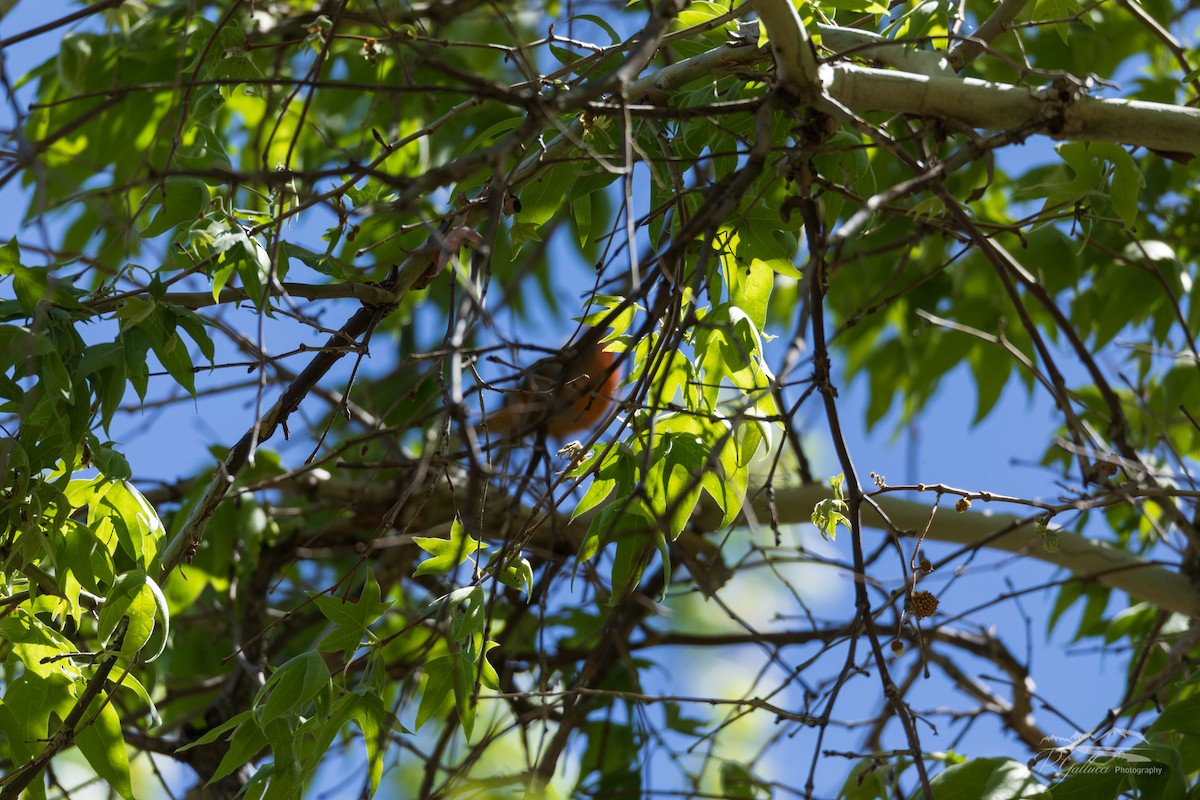 Flame-colored Tanager - ML439321221