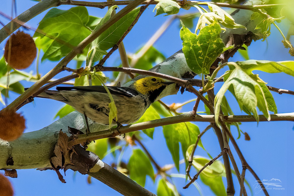 Hermit Warbler - ML439321361