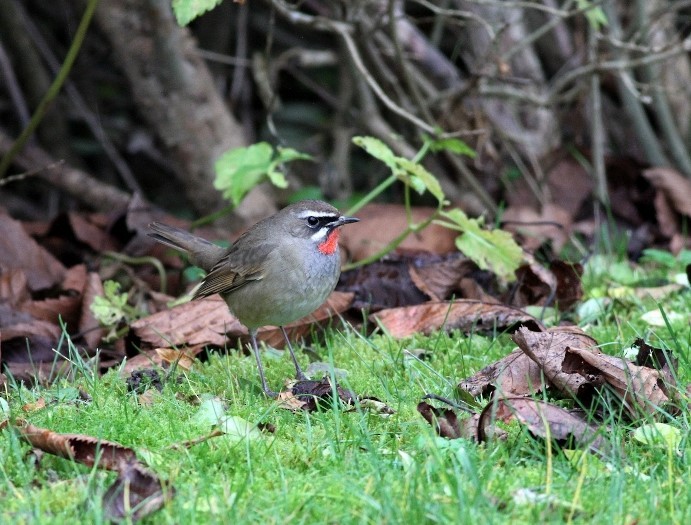 Siberian Rubythroat - ML439321431