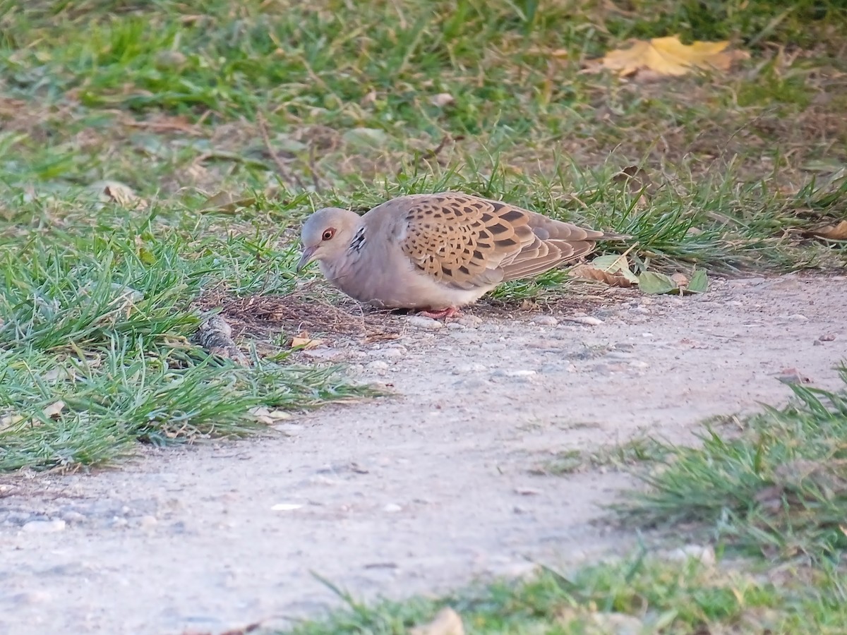 European Turtle-Dove - ML439321591