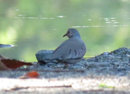 Common Ground Dove - ML439321941