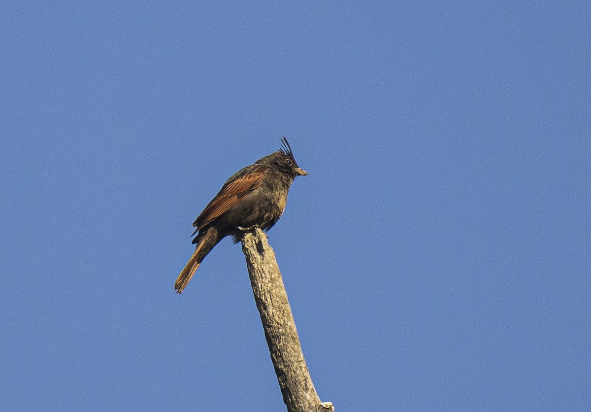 Crested Bunting - Waseem Bhat