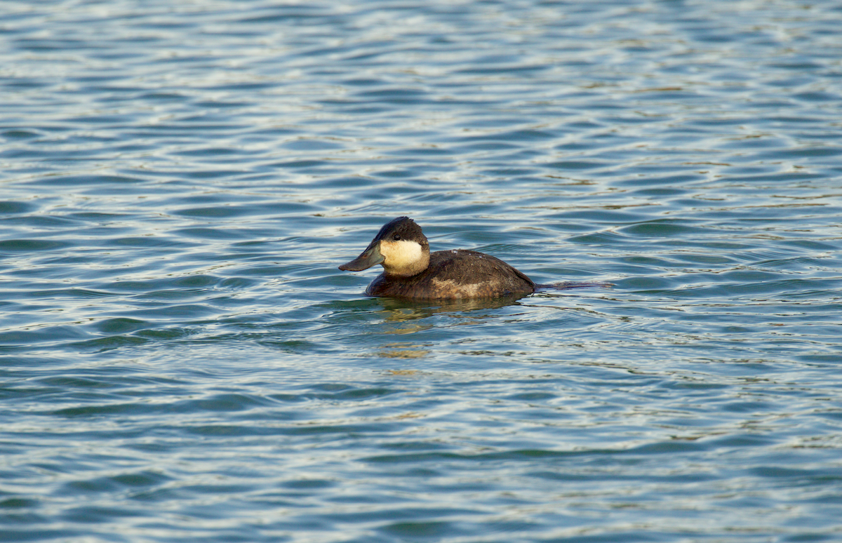 Ruddy Duck - Nick Dorian