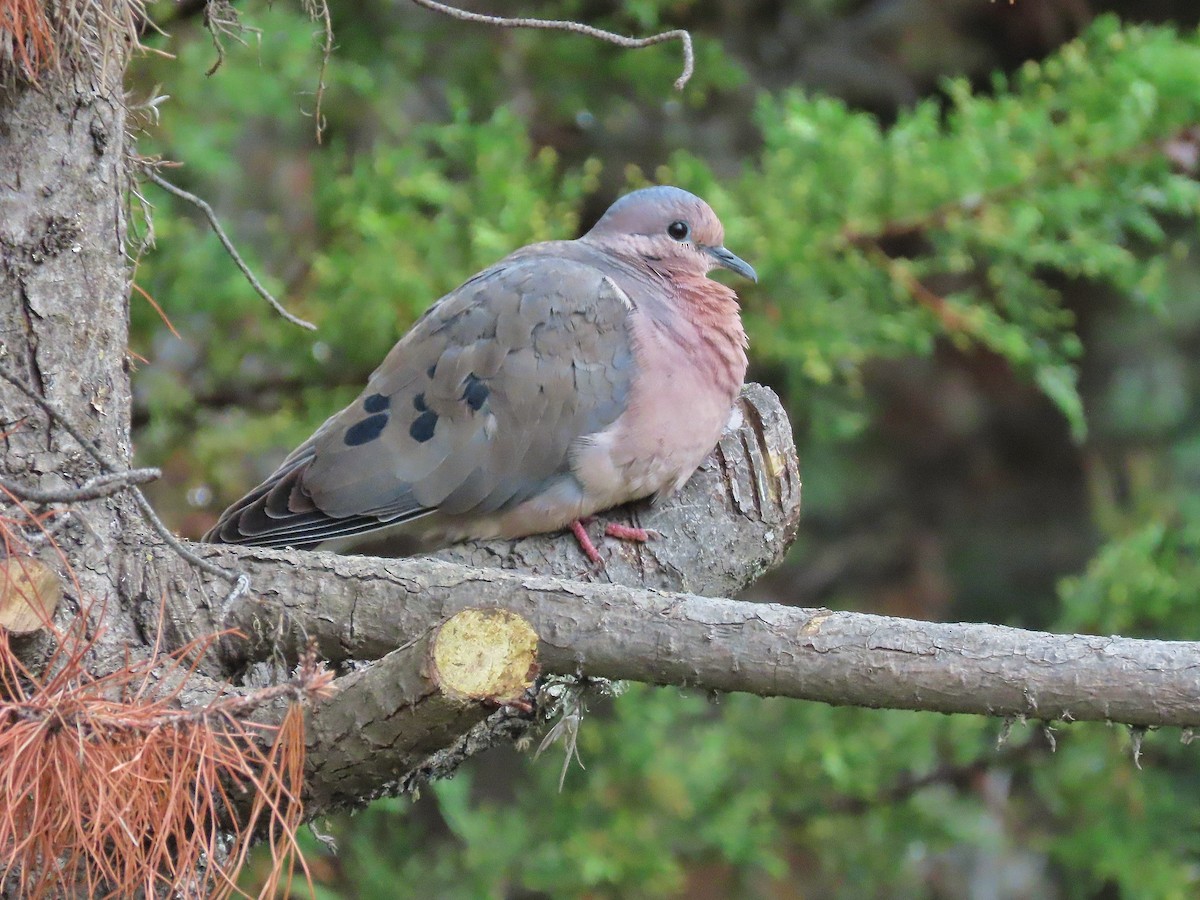 Eared Dove - Àlex Giménez