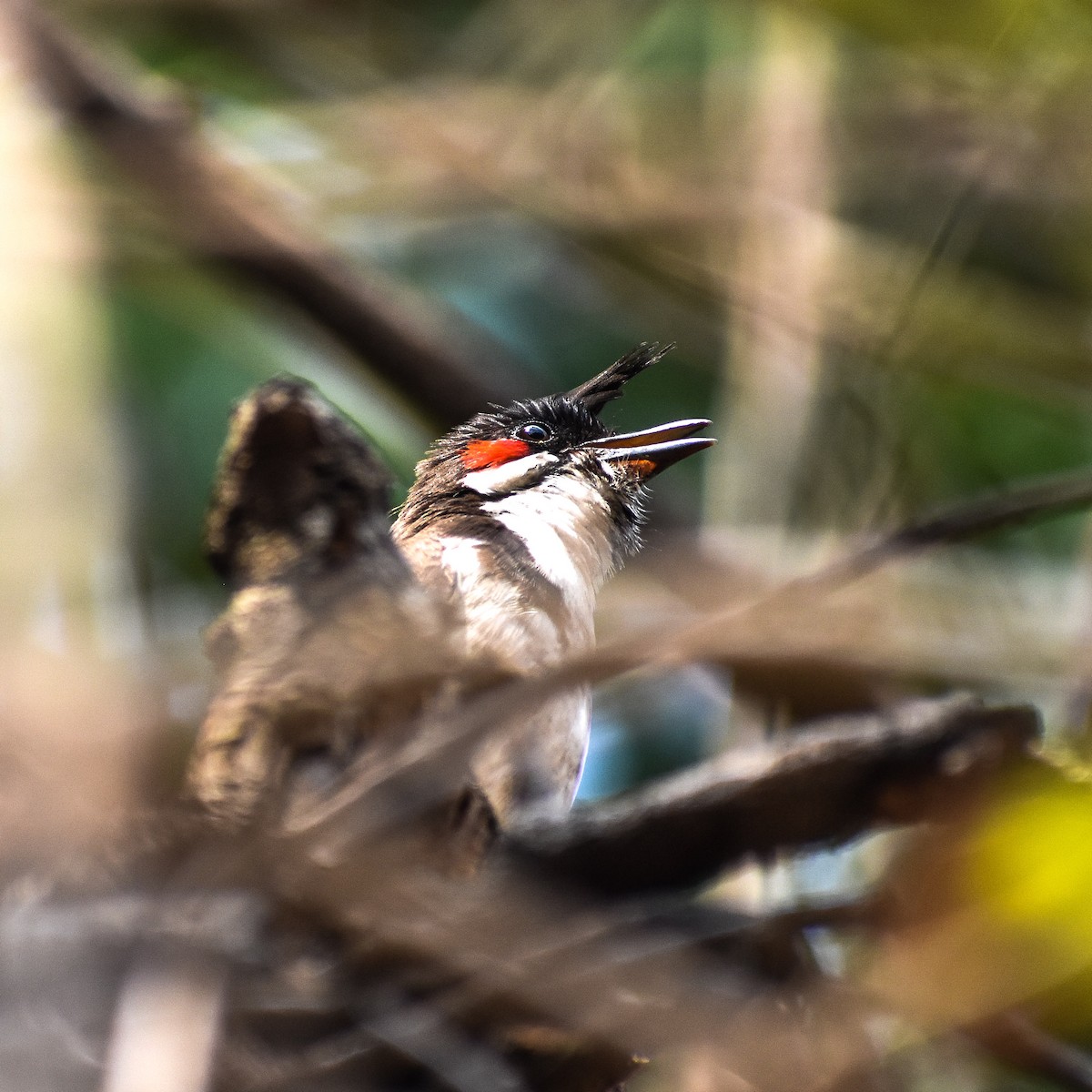 bulbul červenouchý - ML439322511