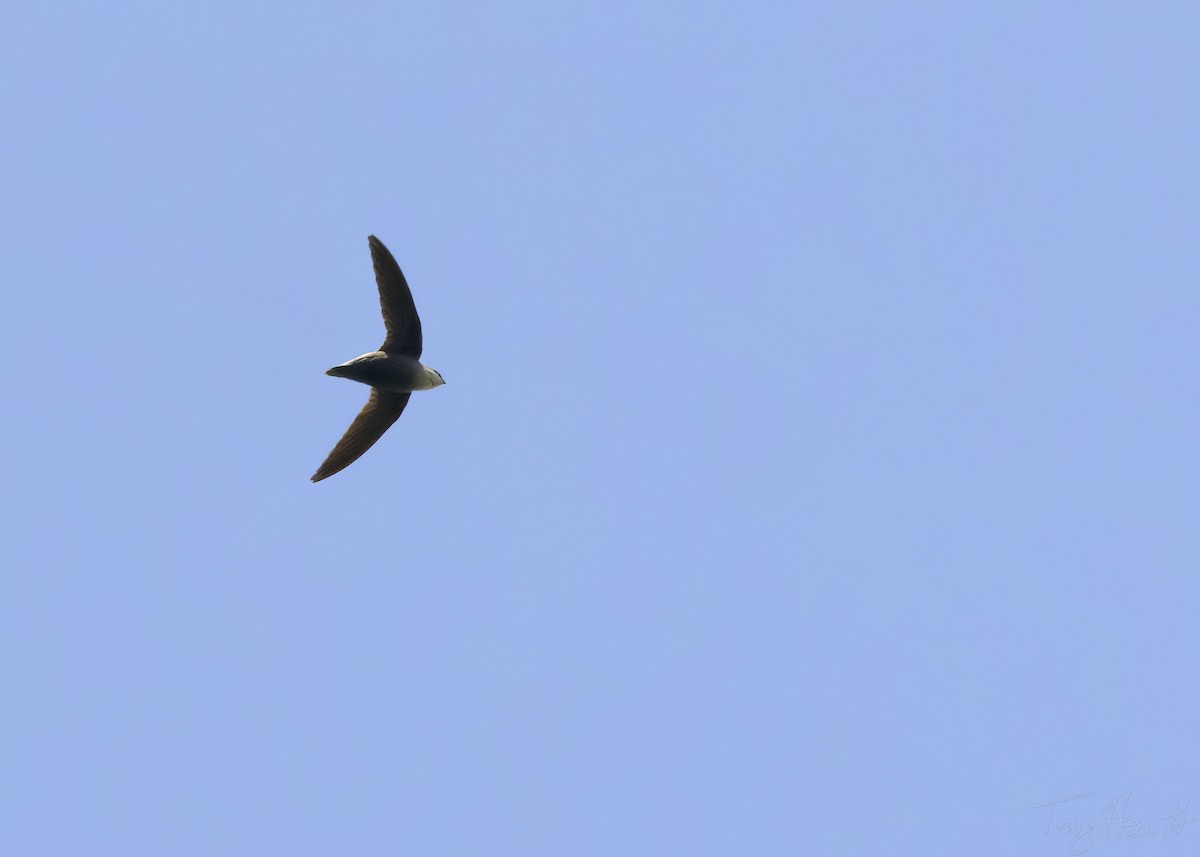 Chimney Swift - ML439322661