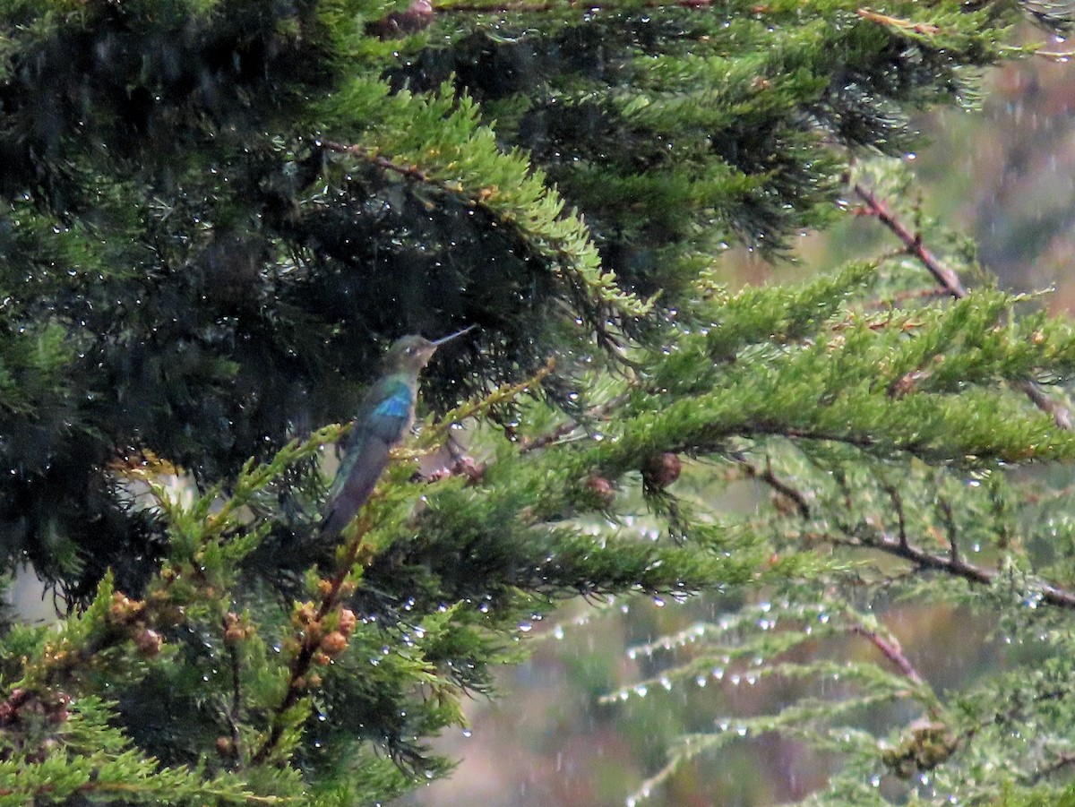 kolibřík modrokřídlý - ML439322751