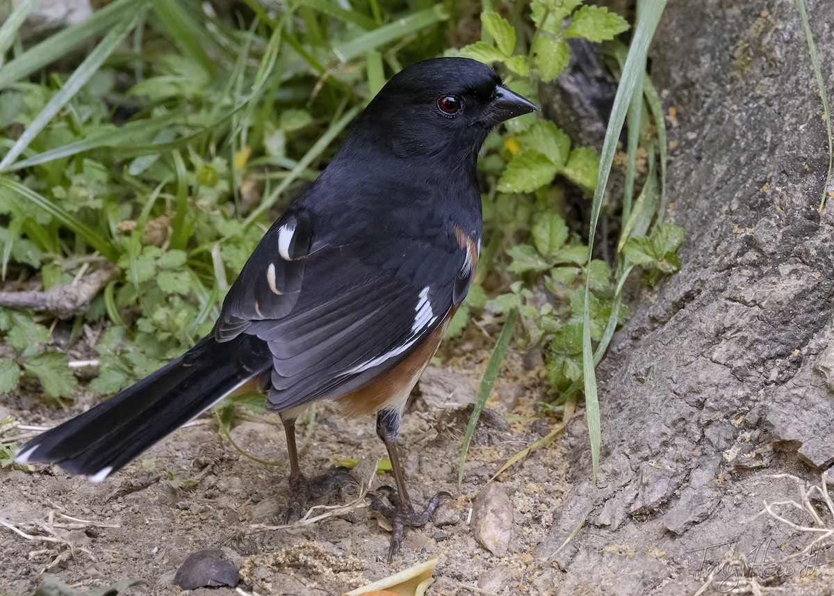 Eastern Towhee - ML439322781