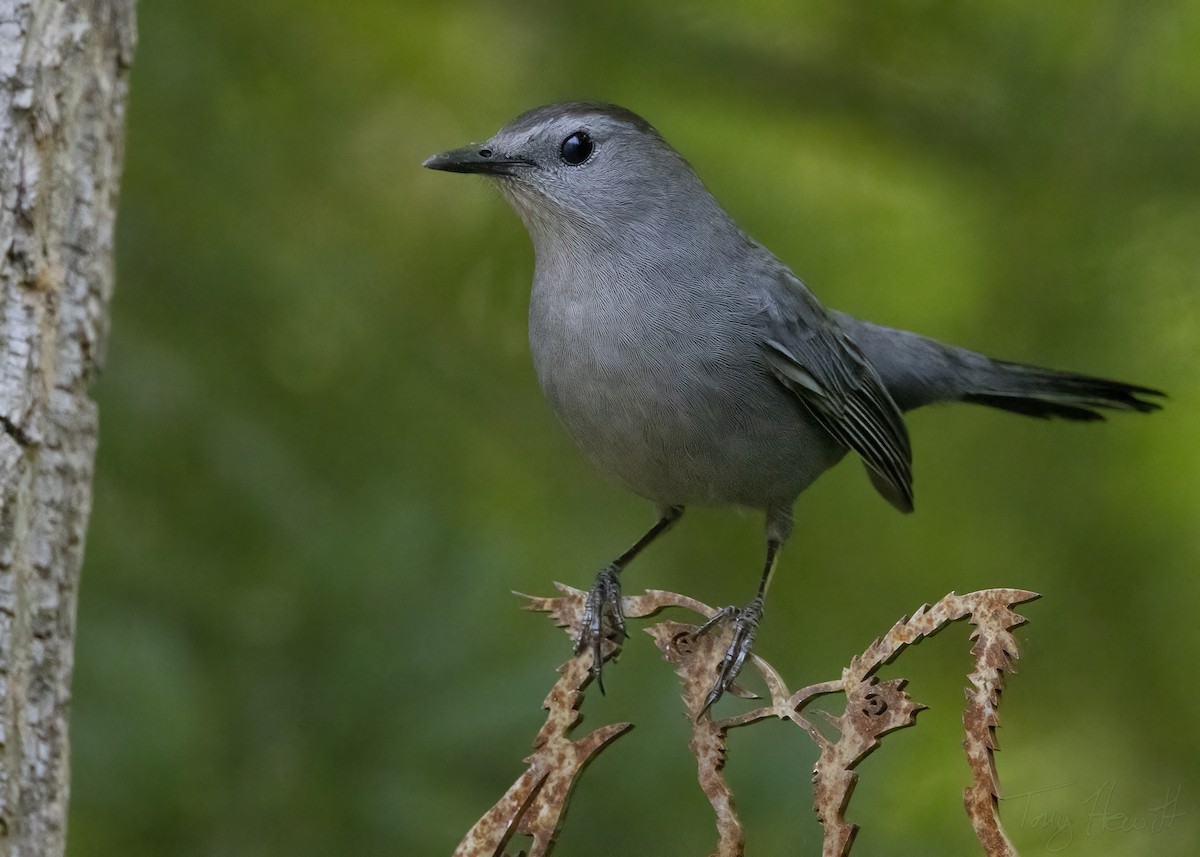 Gray Catbird - Tony Hewitt