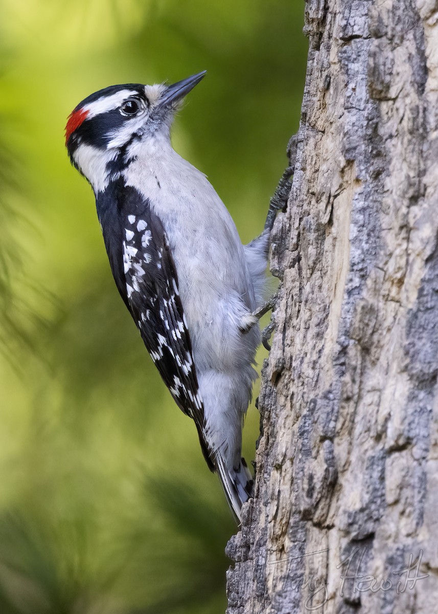 Downy Woodpecker - ML439322981