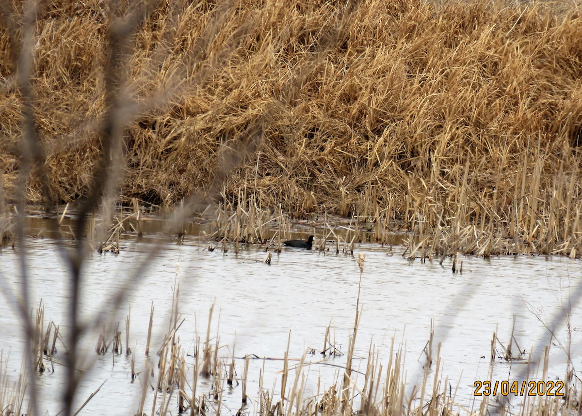 American Coot - ML439323691