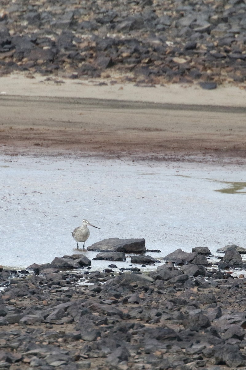 Bar-tailed Godwit (European) - ML439323711