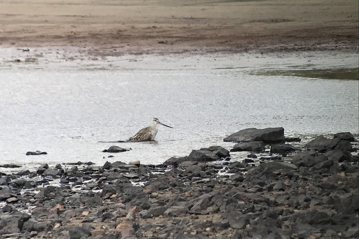 Bar-tailed Godwit (European) - ML439323751