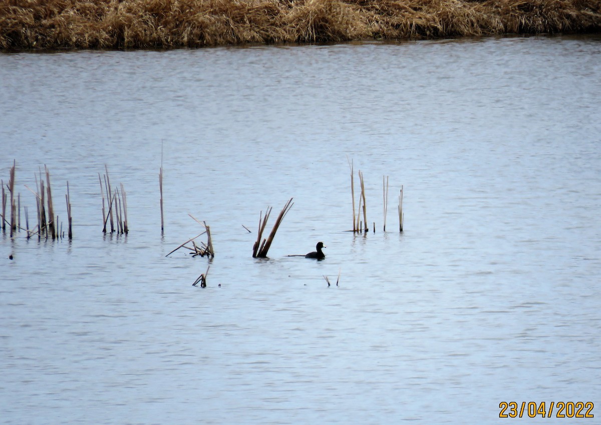 American Coot - ML439323781