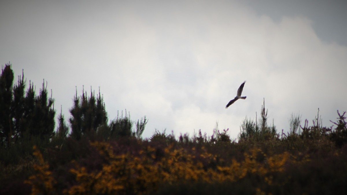 Montagu's Harrier - ML439324501