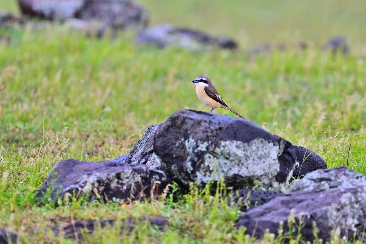 Brown Shrike - ML439324821