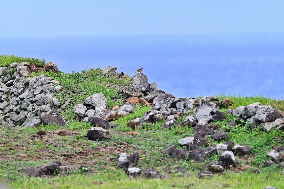 Brown Shrike - ML439324861