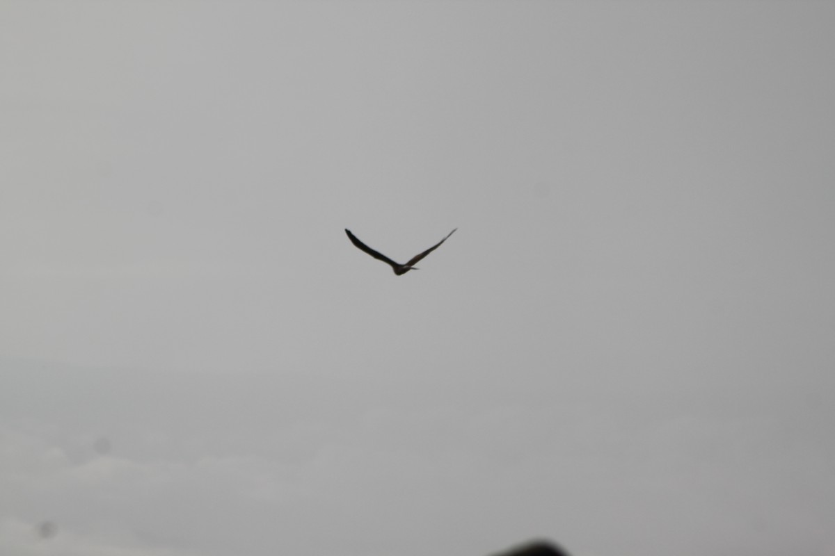 Montagu's Harrier - ML439325421