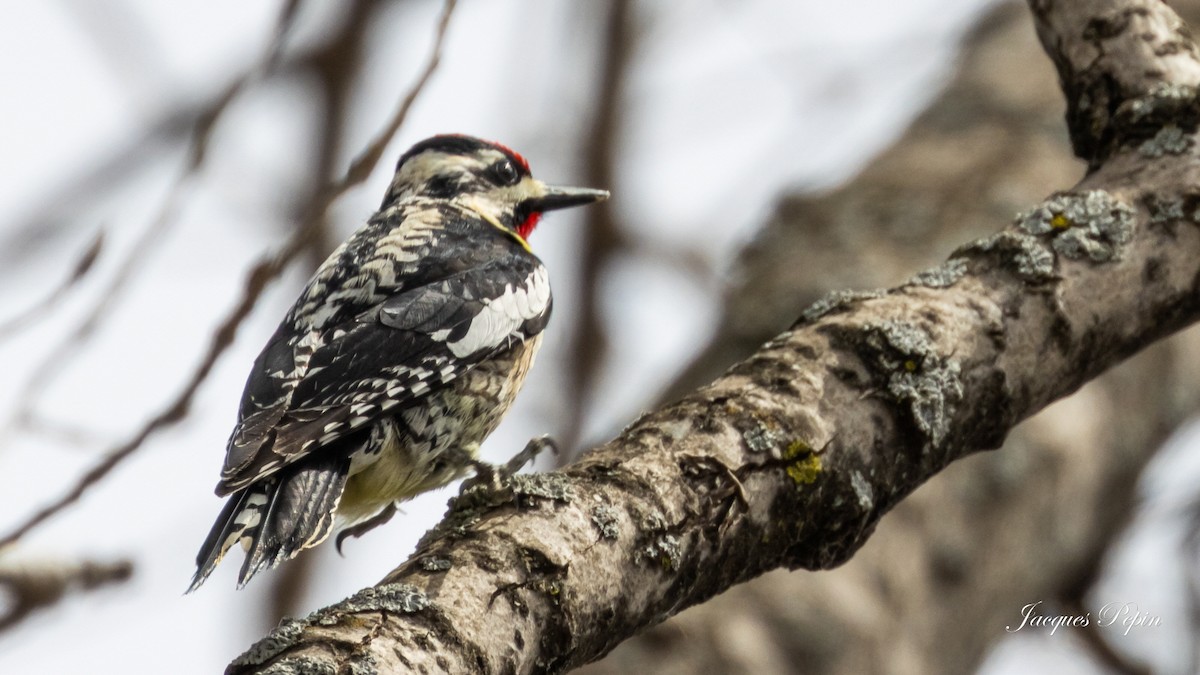 Yellow-bellied Sapsucker - Jacques  Pepin