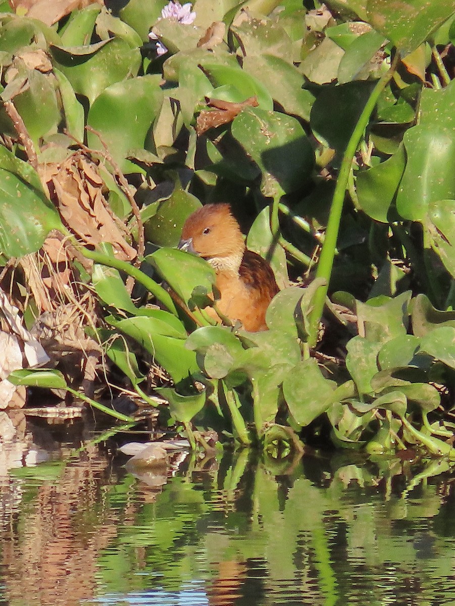 Fulvous Whistling-Duck - ML439326471