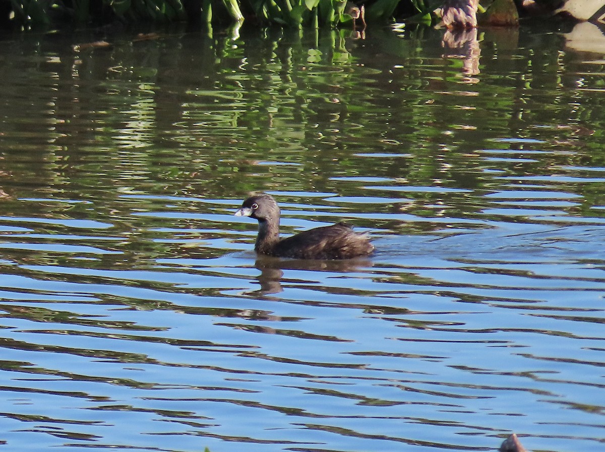 Pied-billed Grebe - ML439326541