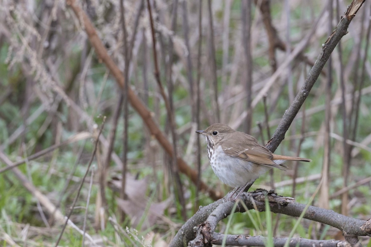 Hermit Thrush - ML439329801