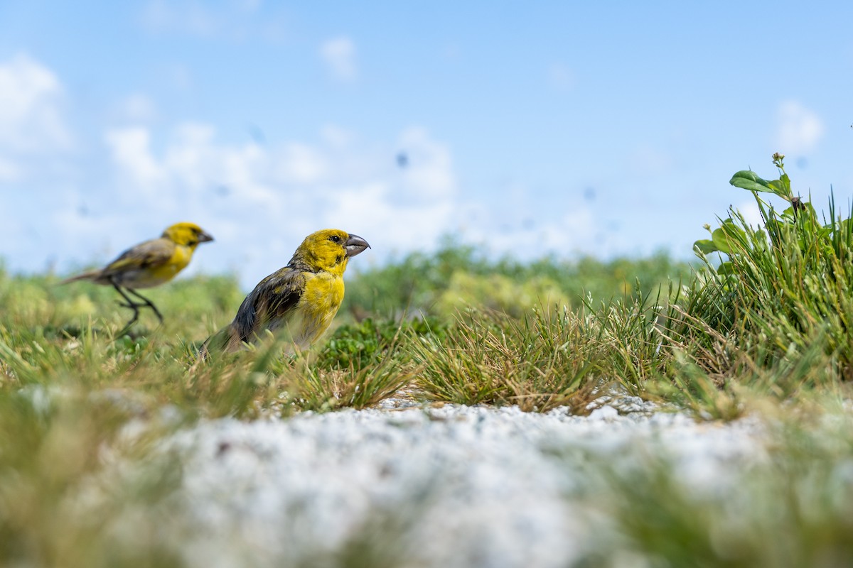 Laysan Finch - Sarah Glover