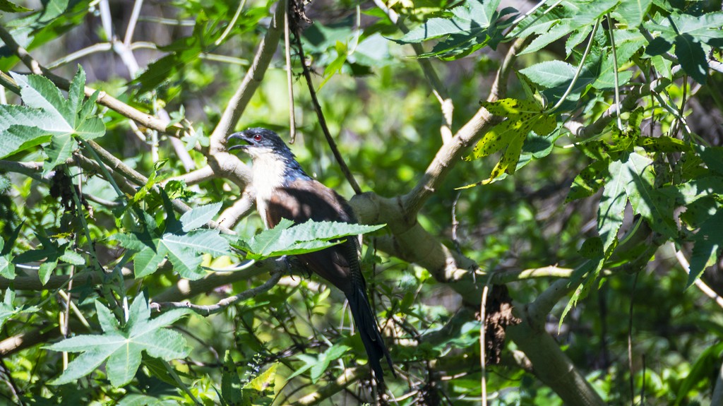 White-browed Coucal (Burchell's) - ML439331641