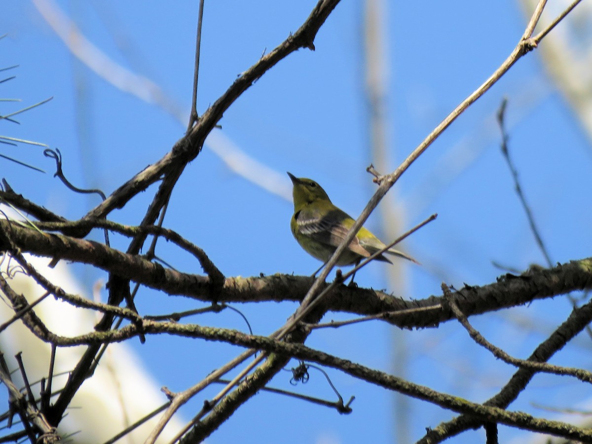 Pine Warbler - ML439332961