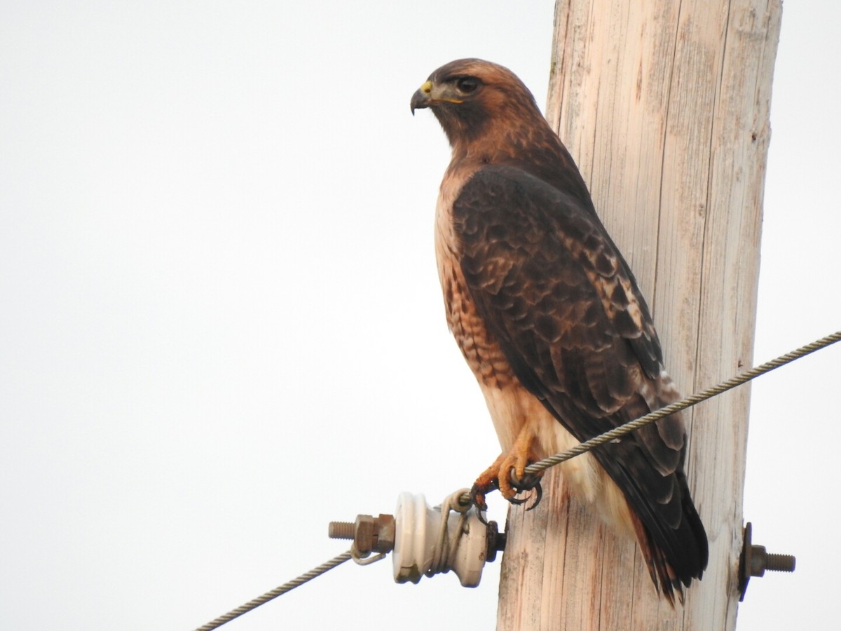 Red-tailed Hawk - ML43933321