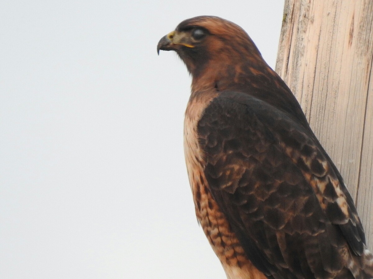 Red-tailed Hawk - ML43933361