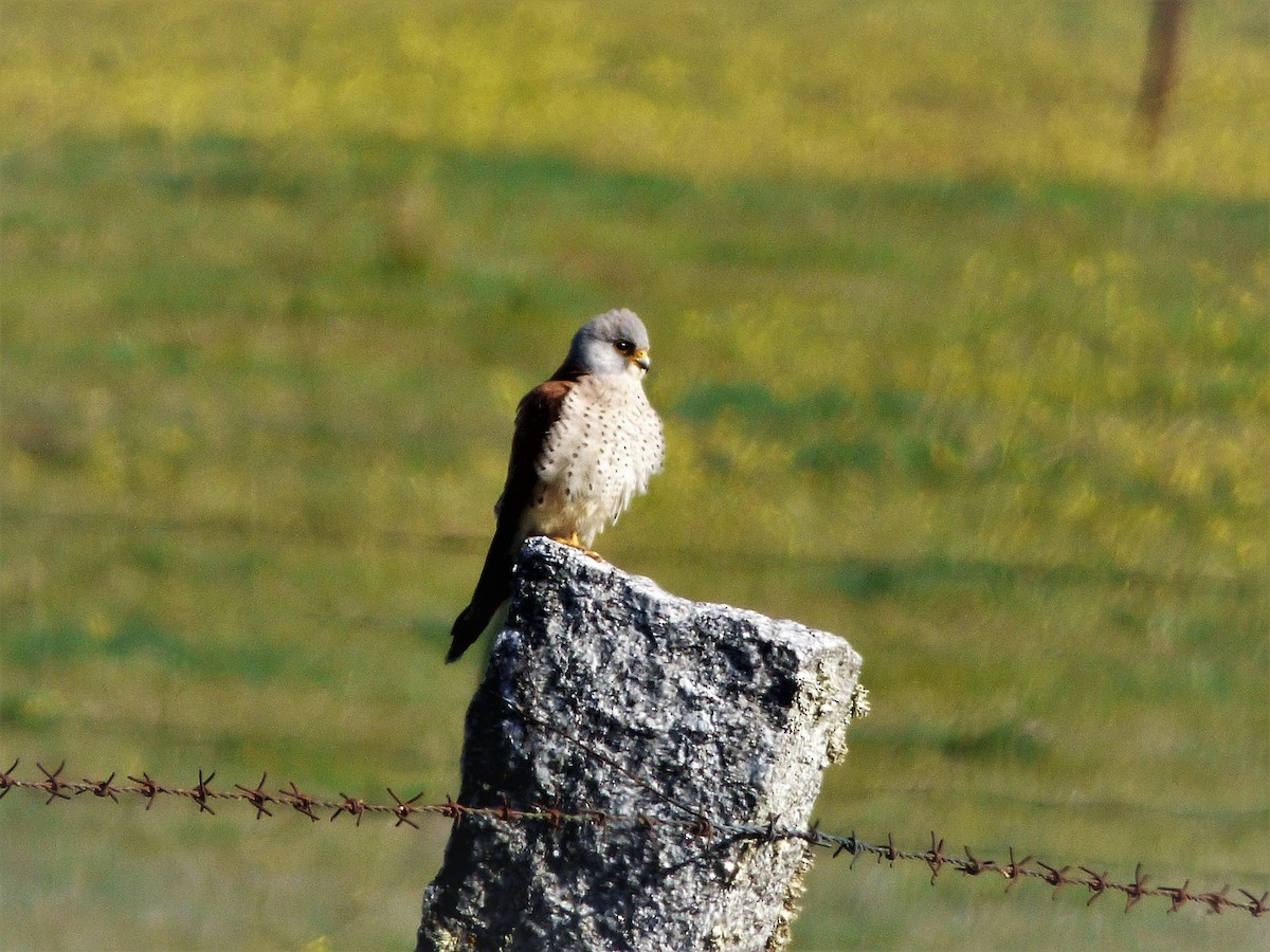 poštolka jižní - ML439333651