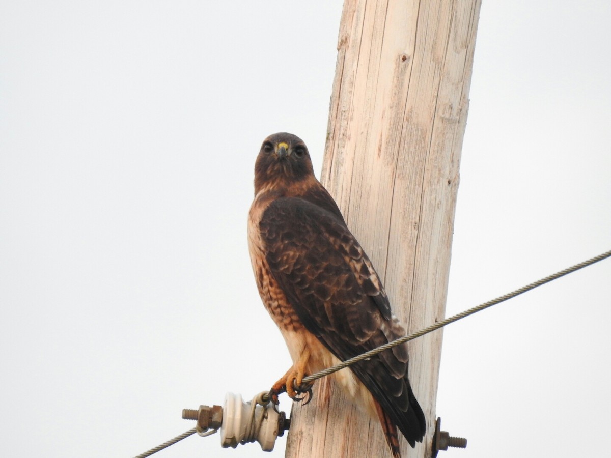 Red-tailed Hawk - ML43933371