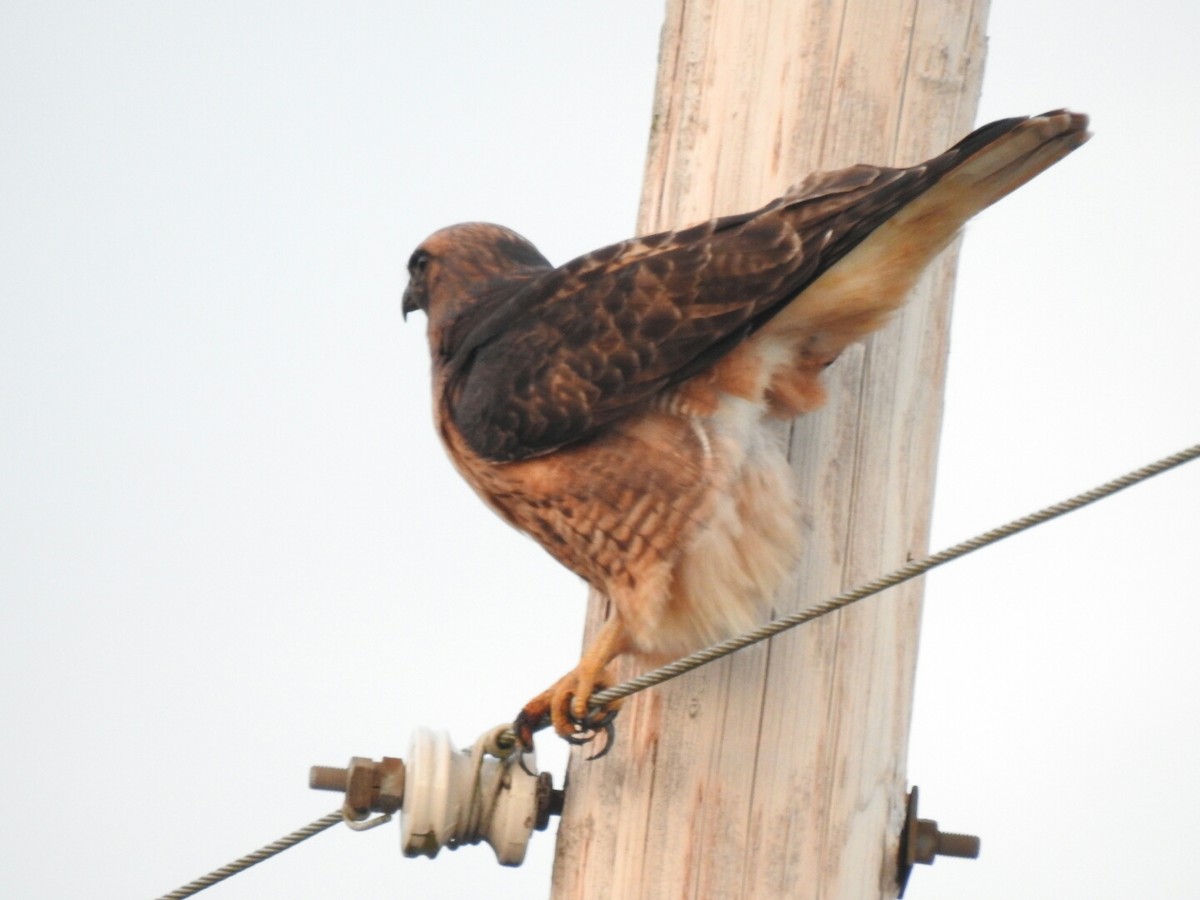 Red-tailed Hawk - ML43933401