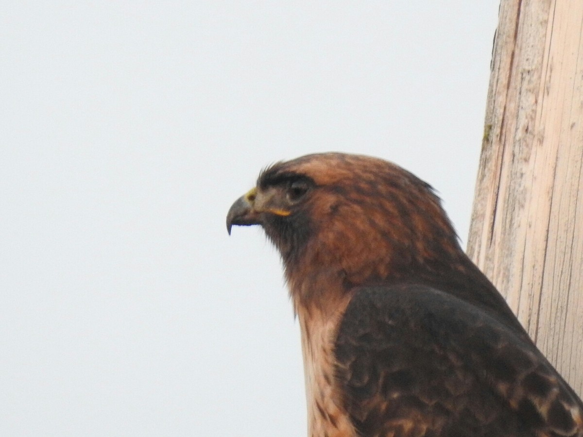 Red-tailed Hawk - ML43933431