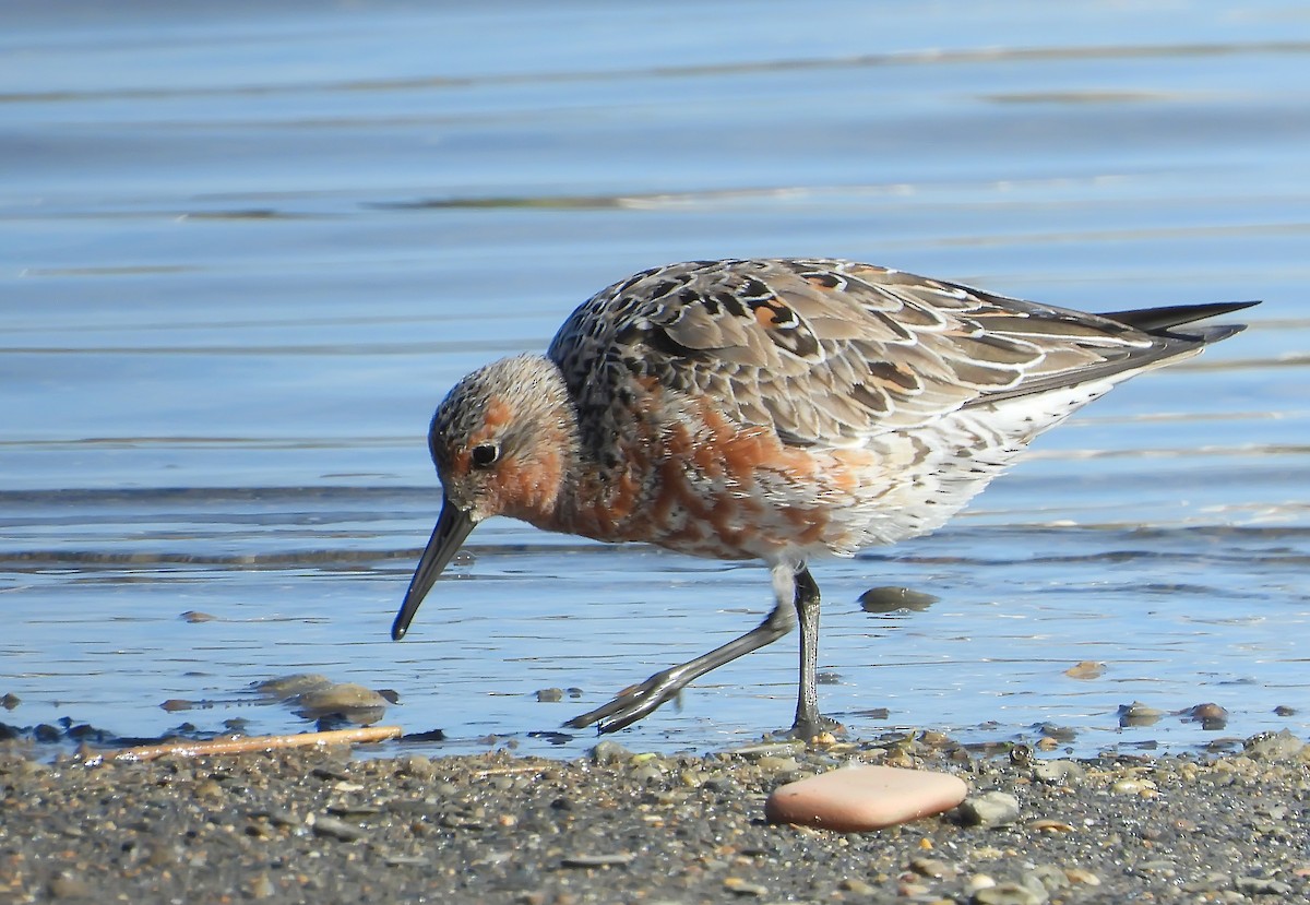 Red Knot - ML439334461