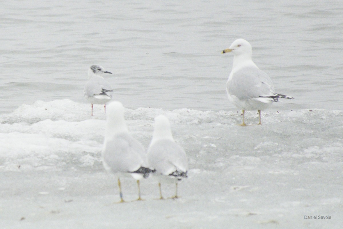 Bonaparte's Gull - ML439334841