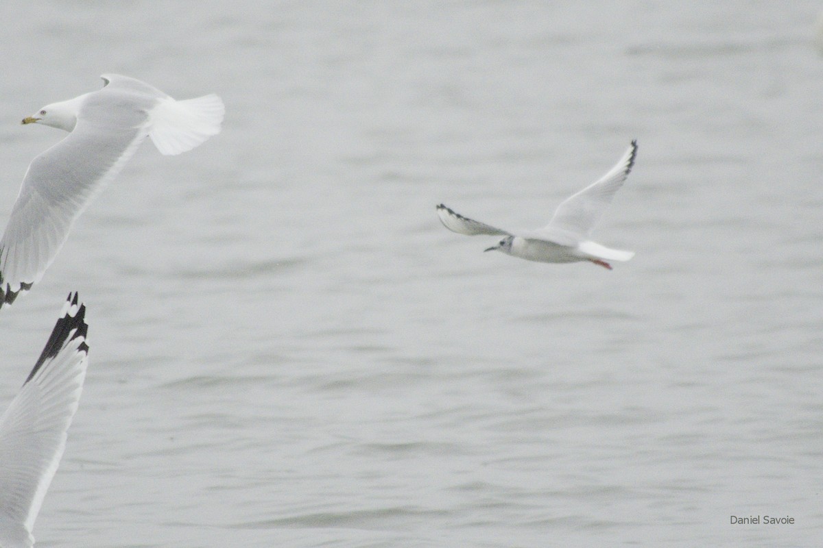 Bonaparte's Gull - ML439334861