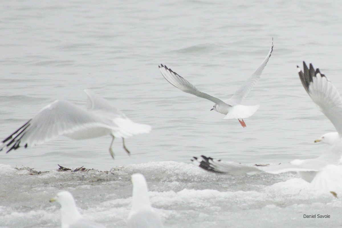 Bonaparte's Gull - ML439334871