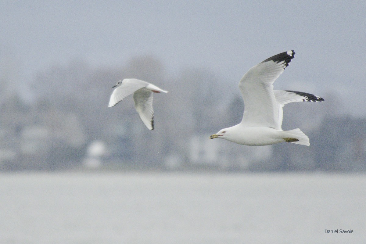 Mouette de Bonaparte - ML439334881