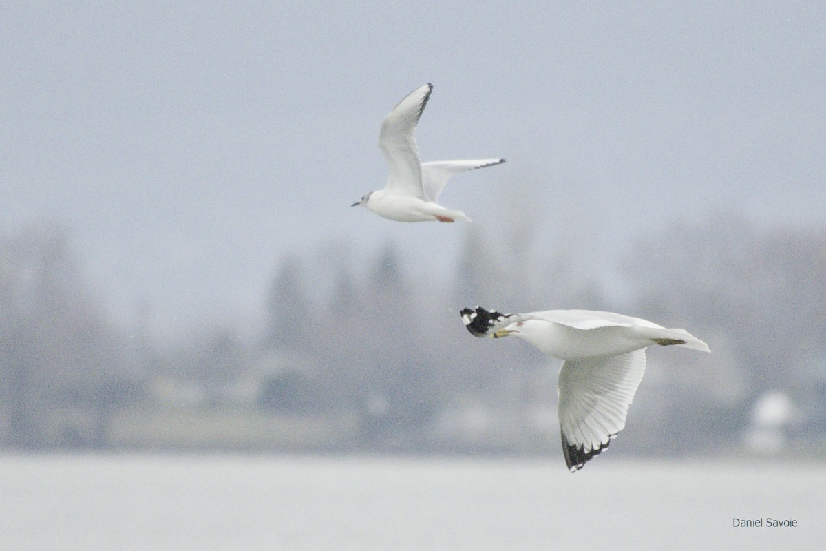 Mouette de Bonaparte - ML439334891