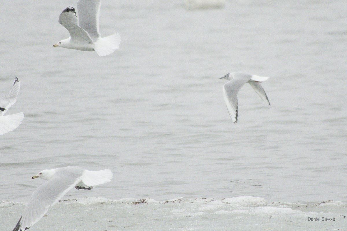 Mouette de Bonaparte - ML439334911