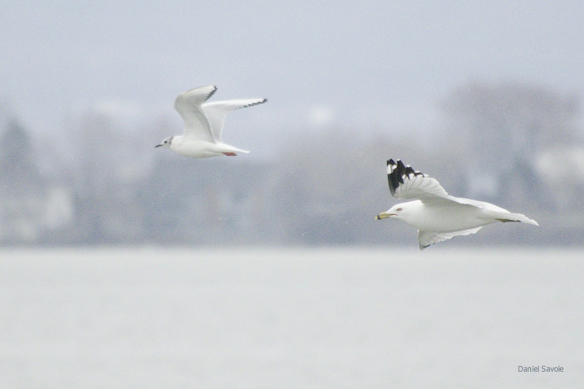 Mouette de Bonaparte - ML439334921