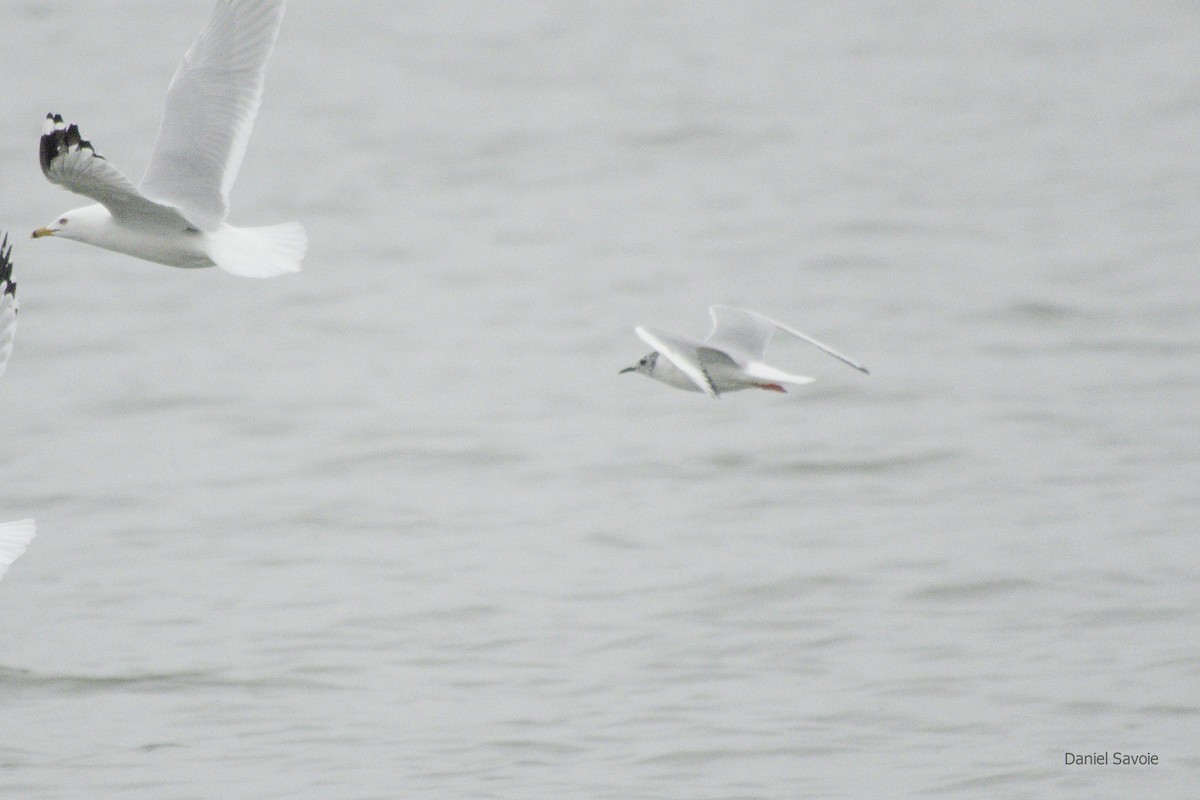 Mouette de Bonaparte - ML439334941